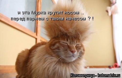 Котоматрица: и эта Мурка крутит носом .. перед парнем с таким начесом ? !