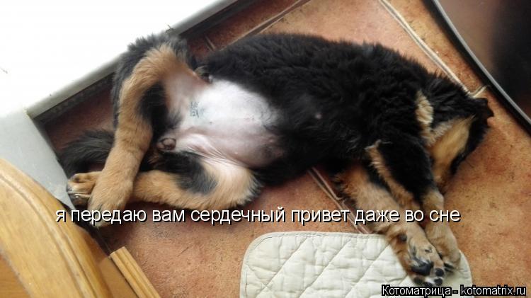 Котоматрица: я передаю вам сердечный привет даже во сне