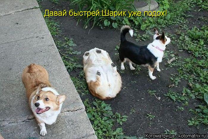 Котоматрица: Давай быстрей.Шарик уже подох!