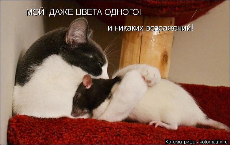 Котоматрица: МОЙ! ДАЖЕ ЦВЕТА ОДНОГО! и никаких возражений!
