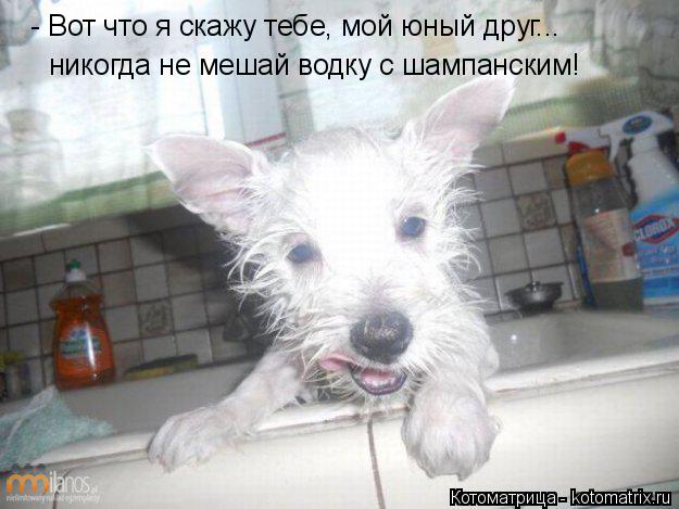 Котоматрица: - Вот что я скажу тебе, мой юный друг... никогда не мешай водку с шампанским!
