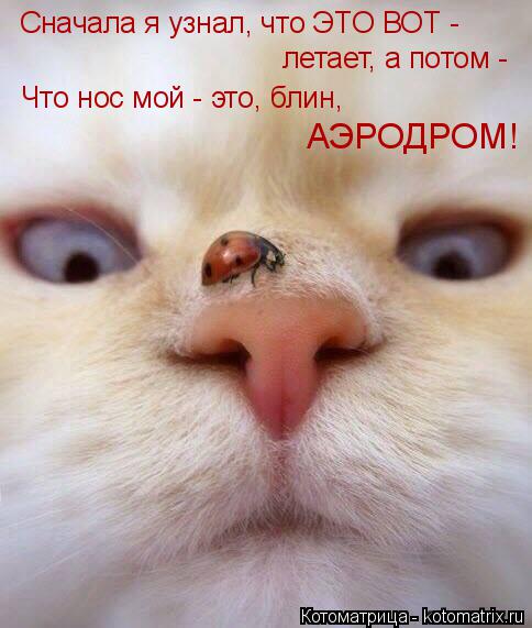 Котоматрица: Сначала я узнал, что ЭТО ВОТ -  летает, а потом - Что нос мой - это, блин, АЭРОДРОМ!