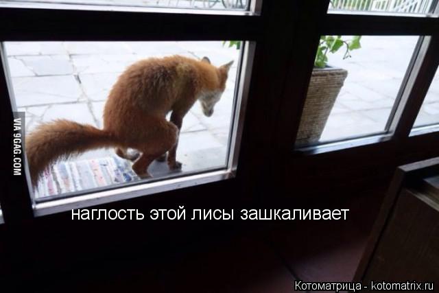 Котоматрица: наглость этой лисы зашкаливает