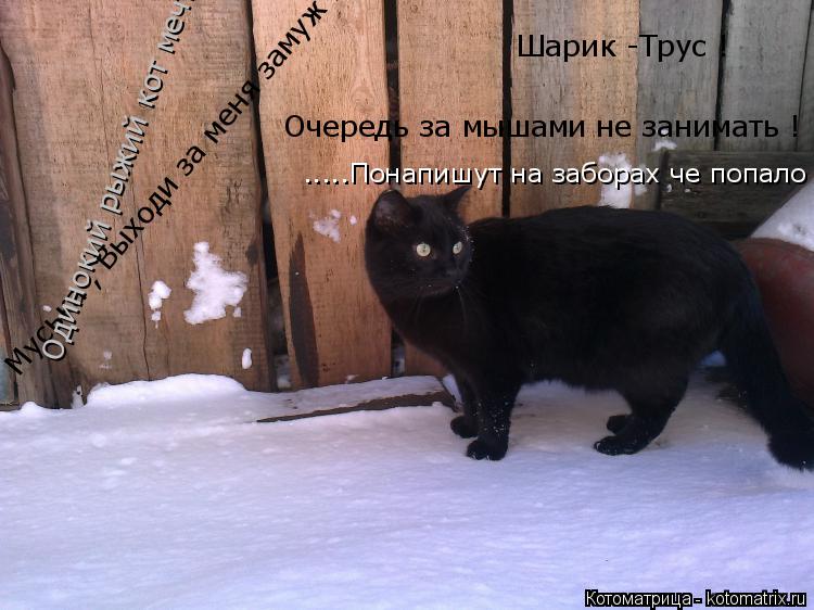 Котоматрица: Муська , Выходи за меня замуж !  Шарик -Трус ! Очередь за мышами не занимать ! Одинокий рыжий кот мечтает познакомиться ... .....Понапишут на забо