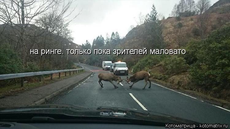 Котоматрица: на ринге. только пока зрителей маловато