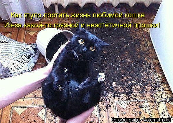 Котоматрица: Как глупо портить жизнь любимой кошке Из-за какой-то грязной и неэстетичной плошки!