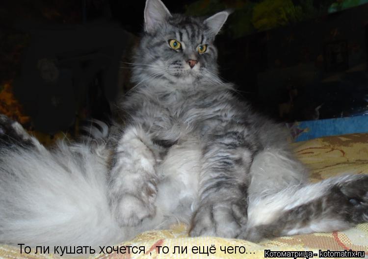 Котоматрица: То ли кушать хочется , то ли ещё чего...