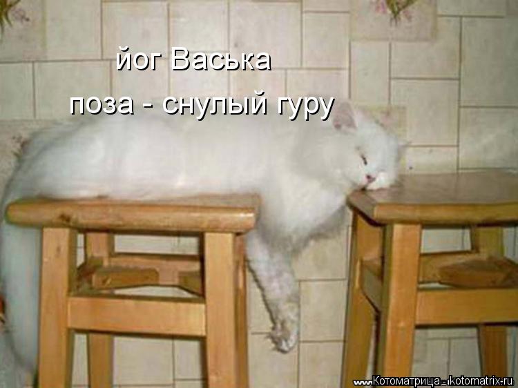 Котоматрица: йог Васька поза - снулый гуру