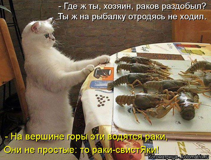 Котоматрица: - Где ж ты, хозяин, раков раздобыл? Ты ж на рыбалку отродясь не ходил. - На вершине горы эти водятся раки, Они не простые: то раки-свистЯки!