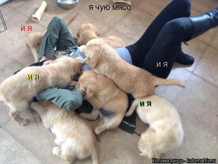 Котоматрица: я чую мясо и я и я и я и я