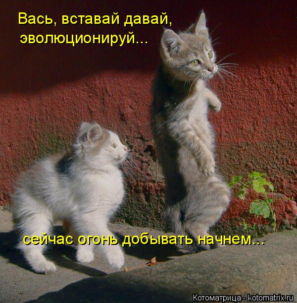 Котоматрица: Вась, вставай давай, эволюционируй... сейчас огонь добывать начнем...