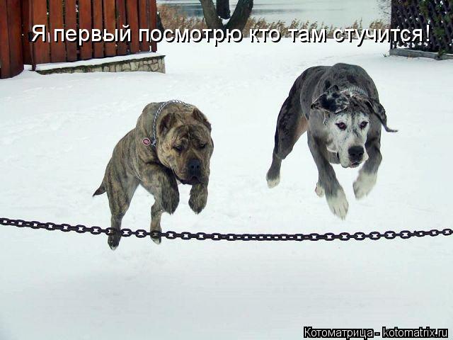Котоматрица: Я первый посмотрю кто там стучится!