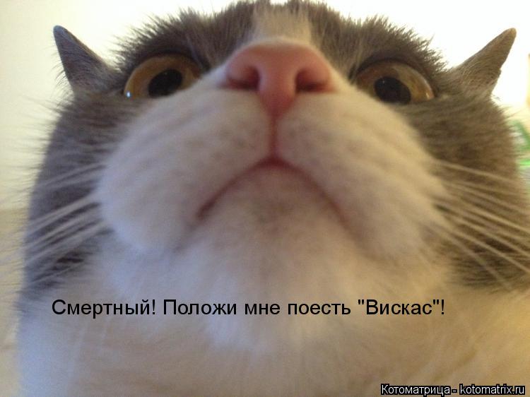 Котоматрица: Смертный! Положи мне поесть "Вискас"!