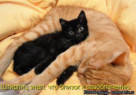 Котоматрица: Штирлиц знал, что близок к разоблачению