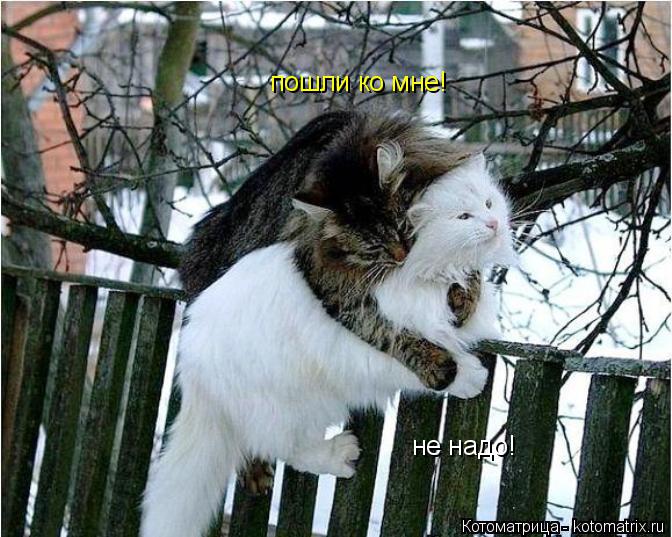 Котоматрица: пошли ко мне! не надо!