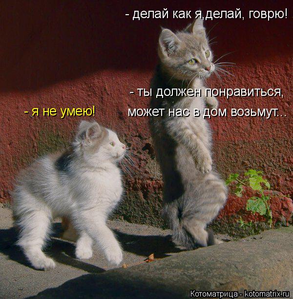 Котоматрица: - делай как я,делай, говрю! - я не умею! - ты должен понравиться, может нас в дом возьмут...