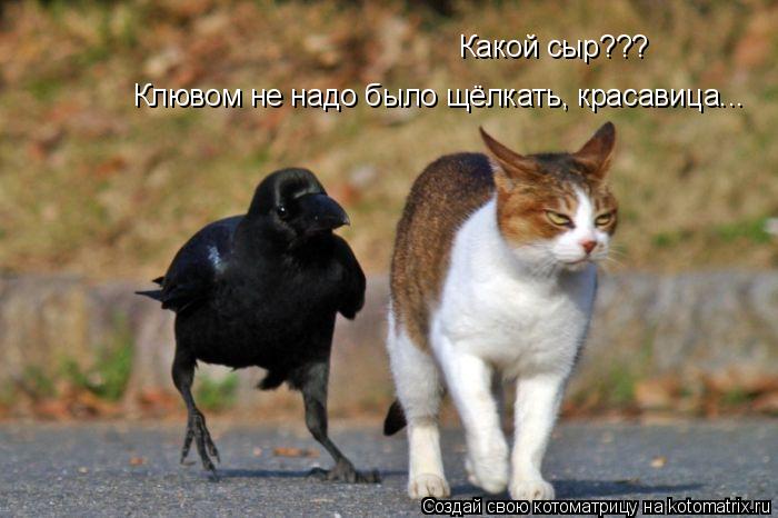 Котоматрица: Какой сыр???  Клювом не надо было щёлкать, красавица...