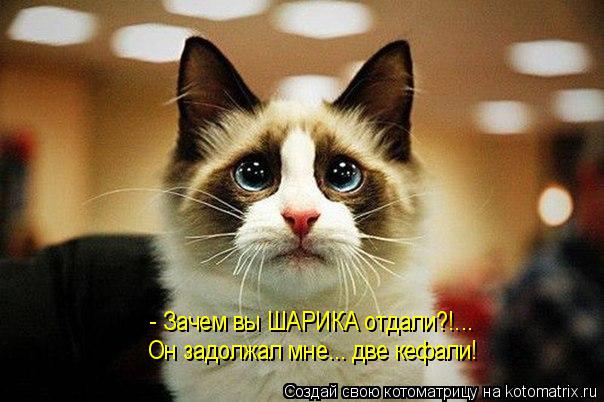 - Зачем вы ШАРИКА отдали?!... Он задолжал мне... две кефали!... Котоматрица: - Зачем вы ШАРИКА отдали?!... Он задолжал мне... две кефали!
