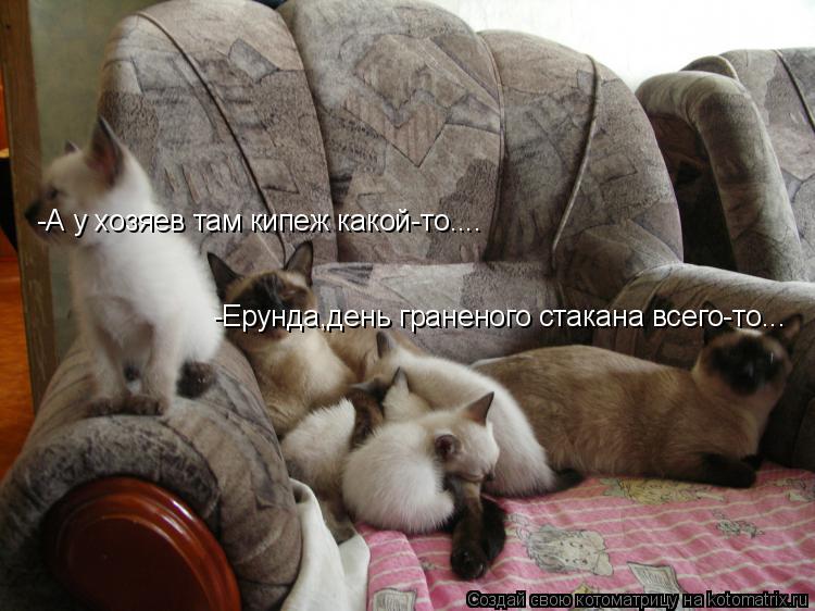 Котоматрица: -А у хозяев там кипеж какой-то.... -Ерунда,день граненого стакана всего-то...