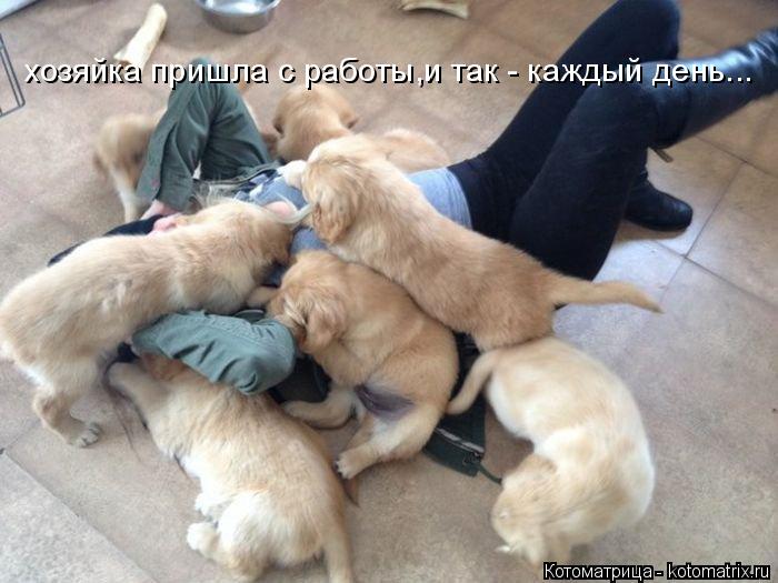 Котоматрица: хозяйка пришла с работы,и так - каждый день...
