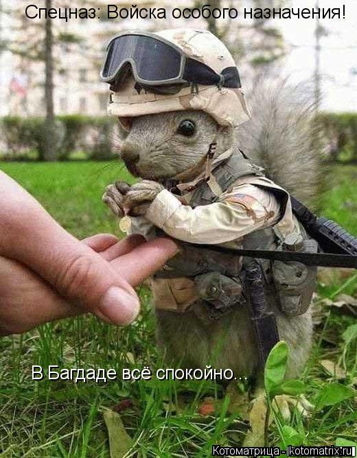 Котоматрица: Спецназ: Войска особого назначения! В Багдаде всё спокойно...