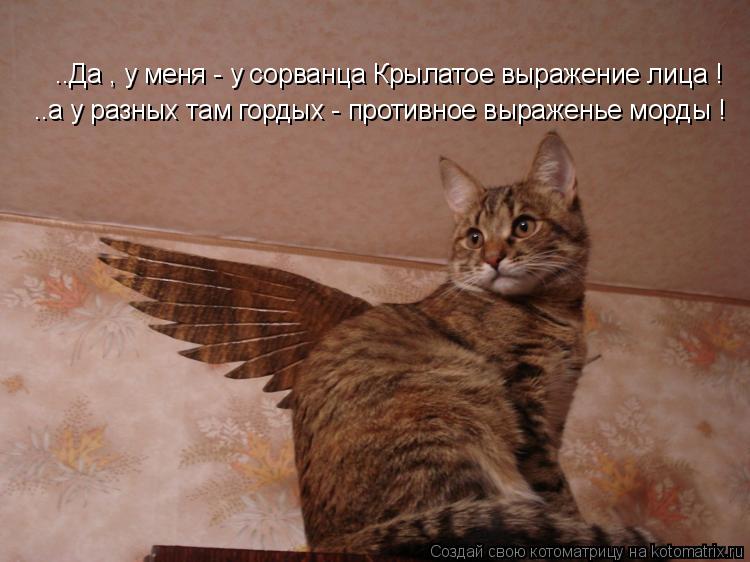 Котоматрица: ..Да , у меня - у сорванца Крылатое выражение лица ! ..а у разных там гордых - противное выраженье морды !
