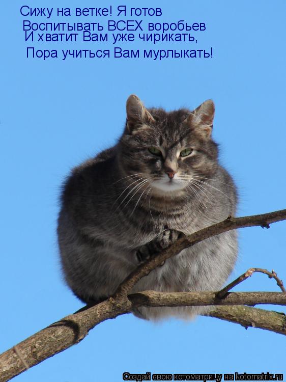 Котоматрица: Сижу на ветке! Я готов Воспитывать ВСЕХ воробьев  И хватит Вам уже чирикать, Пора учиться Вам мурлыкать! Пора учиться Вам мурлыкать!