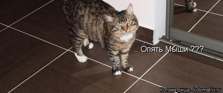 Котоматрица: .. Опять Мыши ???