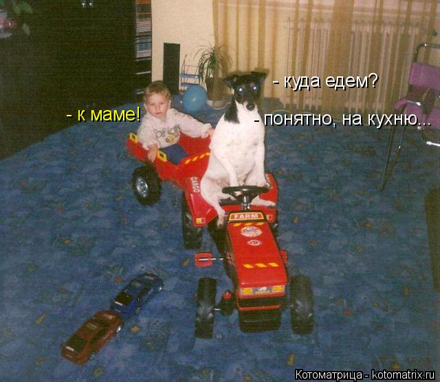 Котоматрица: - куда едем? - к маме! - понятно, на кухню...