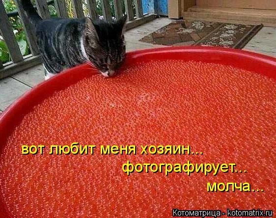 Котоматрица: вот любит меня хозяин... фотографирует... молча...