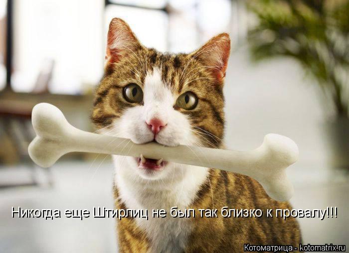 Котоматрица: Никогда еще Штирлиц не был так близко к провалу!!!