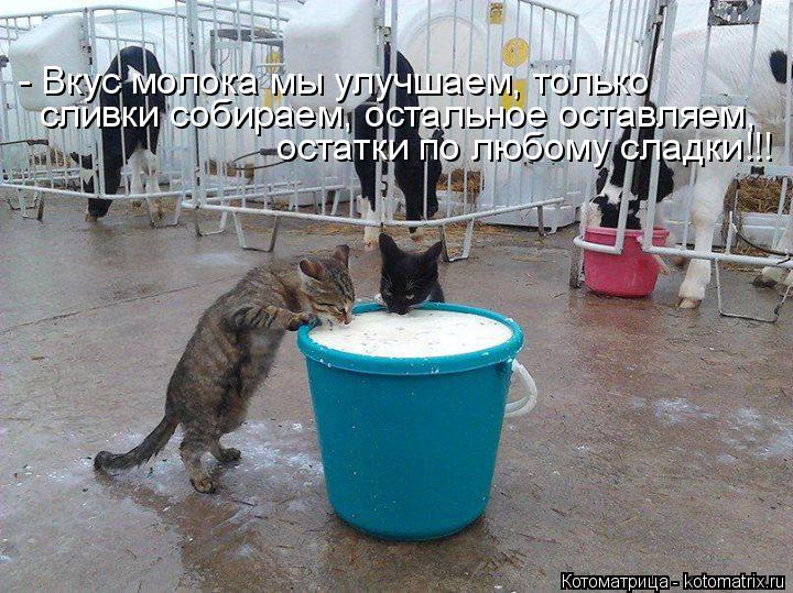 Котоматрица: - Вкус молока мы улучшаем, только сливки собираем, остальное оставляем, остатки по любому сладки!!!
