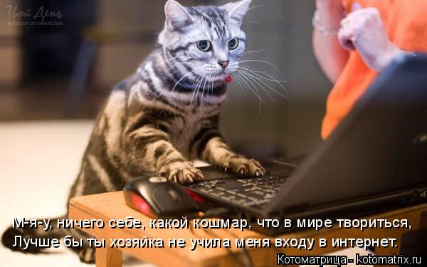 Котоматрица: М-я-у, ничего себе, какой кошмар, что в мире твориться, Лучше бы ты хозяйка не учила меня входу в интернет.