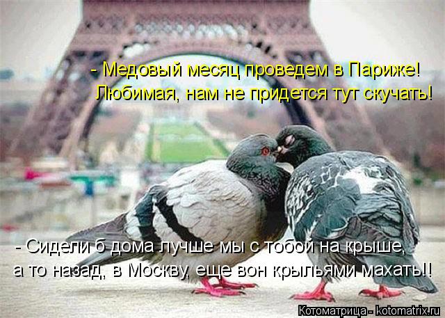 Котоматрица: - Медовый месяц проведем в Париже! Любимая, нам не придется тут скучать! - Сидели б дома лучше мы с тобой на крыше, а то назад, в Москву, еще вон 