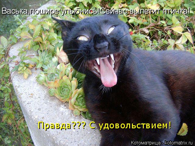 Котоматрица: Васька,пошире улыбнись!Сейчас вылетит птичка! Правда??? С удовольствием!