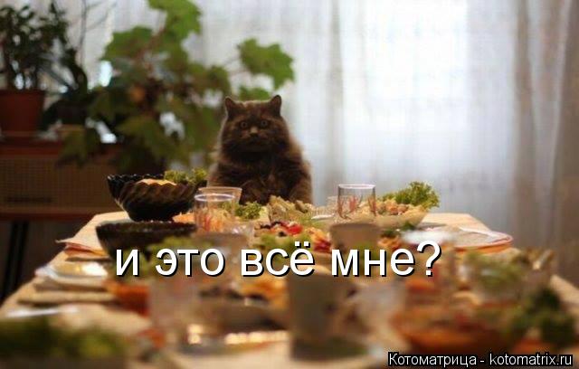 Котоматрица: и это всё мне?