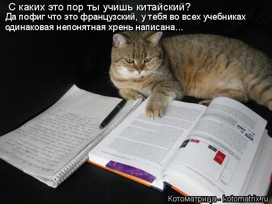 Котоматрица: С каких это пор ты учишь китайский? Да пофиг что это французский,  у тебя во всех учебниках одинаковая непонятная хрень написана...