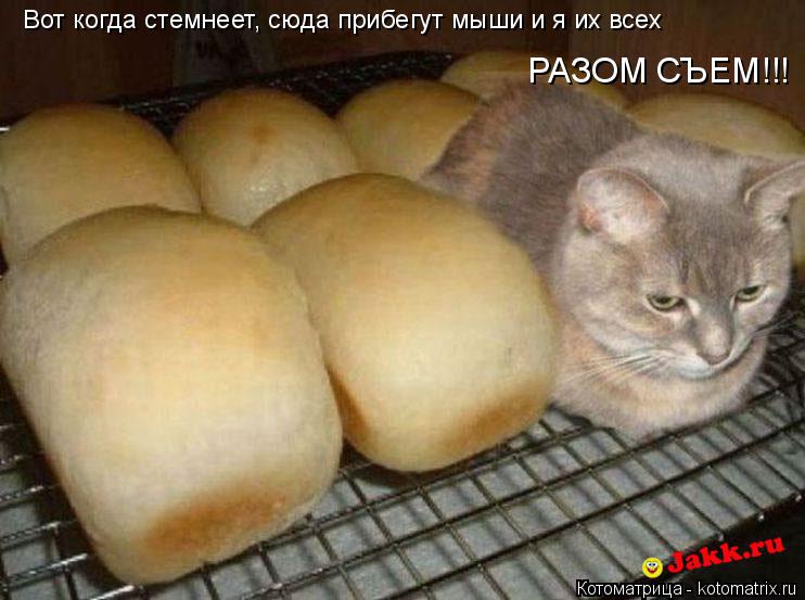 Котоматрица: Вот когда стемнеет, сюда прибегут мыши и я их всех РАЗОМ СЪЕМ!!!