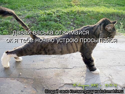 Котоматрица: давай васька отжимайся  ок я тебе ночью устрою просыпайся