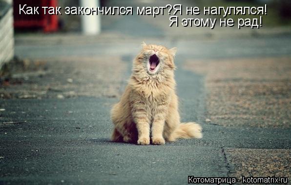 Котоматрица: Как так закончился март?Я не нагулялся! Я этому не рад!