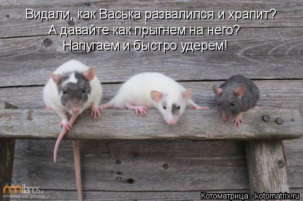Котоматрица: Видали, как Васька развалился и храпит? А давайте как прыгнем на него?  Напугаем и быстро удерем!