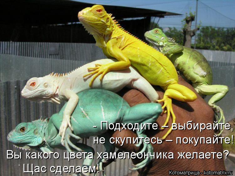 Котоматрица: Вы какого цвета хамелеончика желаете?  Щас сделаем! - Подходите – выбирайте, не скупитесь – покупайте!