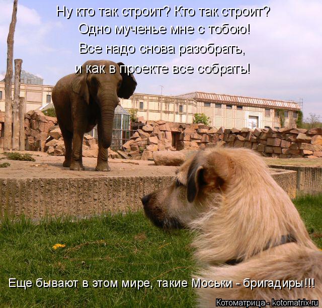 Котоматрица: Ну кто так строит? Кто так строит? Одно мученье мне с тобою! Все надо снова разобрать,  и как в проекте все собрать! Еще бывают в этом мире, так