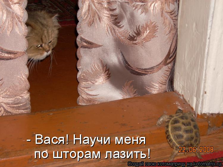 Котоматрица: - Вася! Научи меня по шторам лазить!