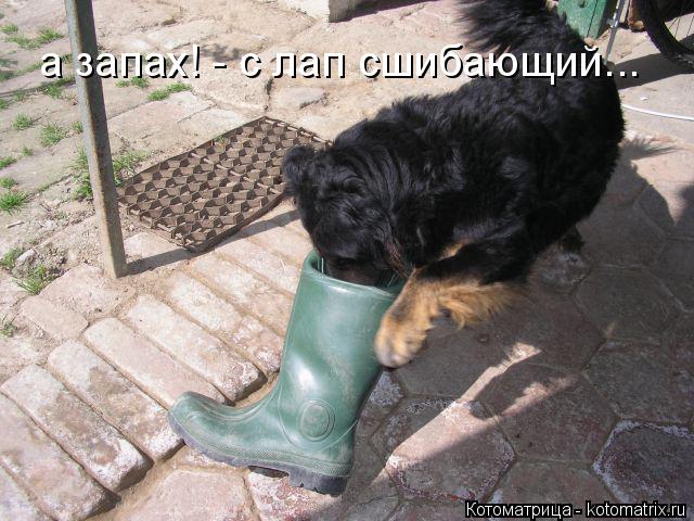 Котоматрица: а запах! - с лап сшибающий...