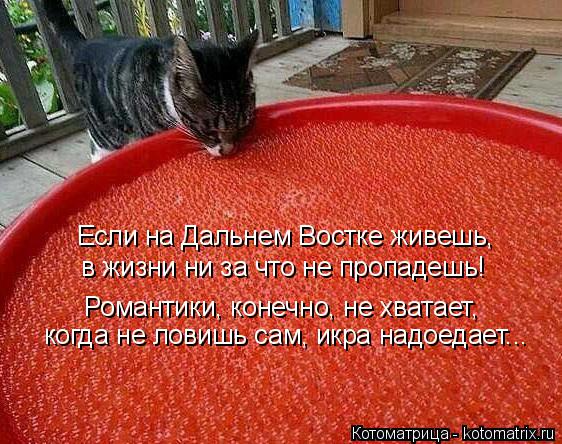 Котоматрица: Если на Дальнем Востке живешь,  в жизни ни за что не пропадешь! Романтики, конечно, не хватает,  когда не ловишь сам, икра надоедает...