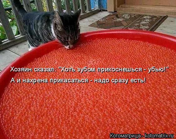 Котоматрица: Хозяин сказал: "Хоть зубом прикоснешься - убью!" А и нахрена прикасаться - надо сразу есть!