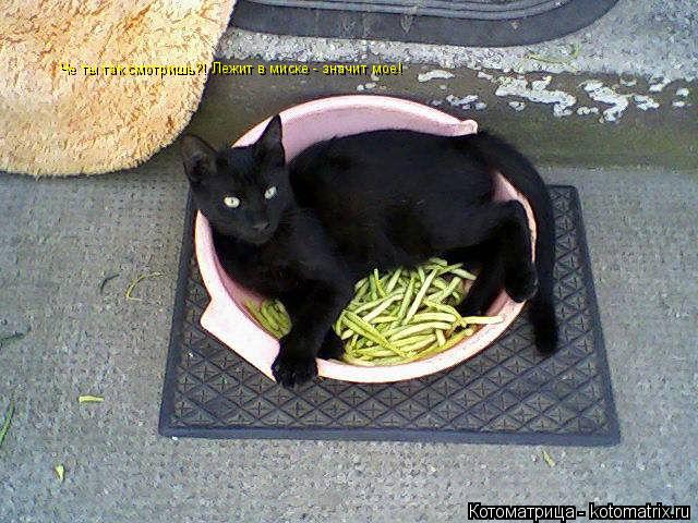 Котоматрица: Че ты так смотришь?! Лежит в миске - значит мое!