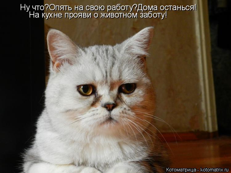 Котоматрица: Ну что?Опять на свою работу?Дома останься! На кухне прояви о животном заботу!