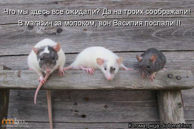 Котоматрица: В магазин за молоком, вон Василия послали!!! Что мы здесь все ожидали? Да на троих соображали!
